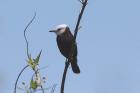 White-headed Marsh Tyrant by Miranda Collett