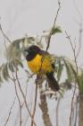 Yellow-rumped Marshbird by Miranda Collett