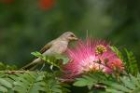 Brown Honeyeater by Mick Dryden