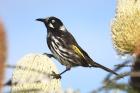 New Holland Honeyeater by Mick Dryden