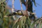 Noisy Miner by Mick Dryden Noisy Miner by Mick Dryden
