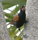Saddleback by Nick de Carteret Saddleback by Nick de Carteret