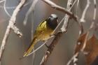 White eared Honeyeater by Mick Dryden