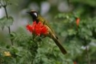 White-eared Honeyeater by Mick Dryden White-eared Honeyeater by Mick Dryden
