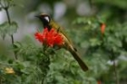 White-eared Honeyeater by Mick Dryden