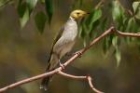 White-plumed Honeyeater by Mick Dryden White-plumed Honeyeater by Mick Dryden