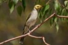 White-plumed Honeyeater by Mick Dryden