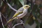 Yellow plumed Honeyeater by Mick Dryden