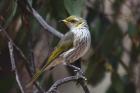 Yellow plumed Honeyeater by Mick Dryden