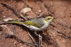 Yellow plumed Honeyeater by Mick Dryden