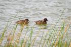 Madagascar Pochard by Richard E Lewis