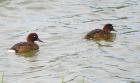 Madagascar Pochard by Richard E Lewis